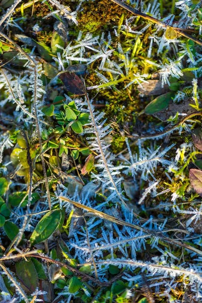 Структура льоду на рослинах — стокове фото