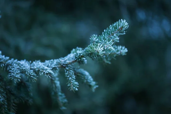 Spruce tree branch with rime — Stock Photo, Image