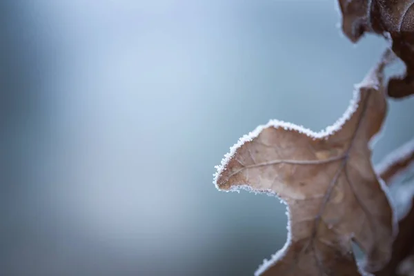 Belle branche d'arbre congelée avec des feuilles mortes — Photo