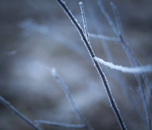Träd kvist med rimfrost — Stockfoto