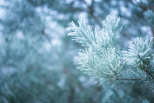 Pine tree twigs in winter — Stock Photo, Image