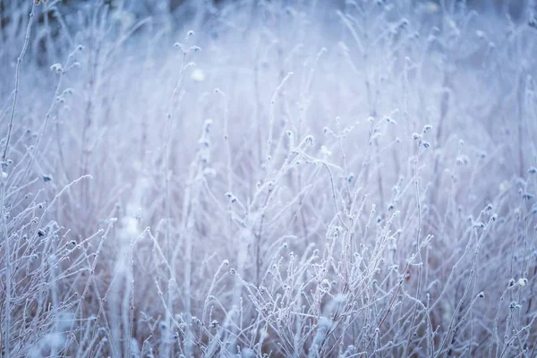 bitkiler üzerinde kırağı