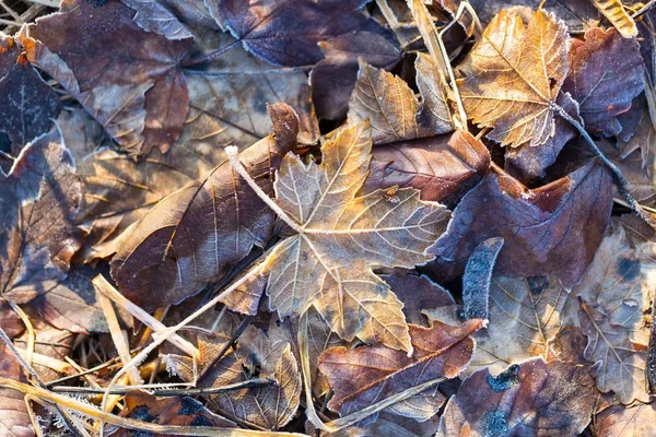 Makro fallende Blätter. — Stockfoto