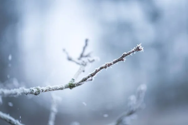 Stromu větvičku s rime — Stock fotografie