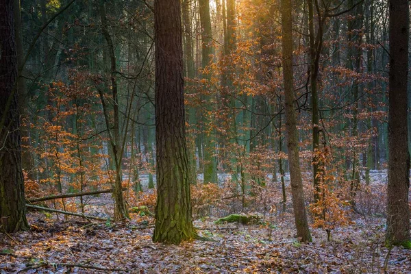 Zimą lub późno jesienny Las — Zdjęcie stockowe