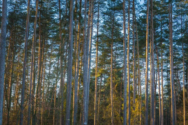 Forêt automnale hivernale ou tardive — Photo