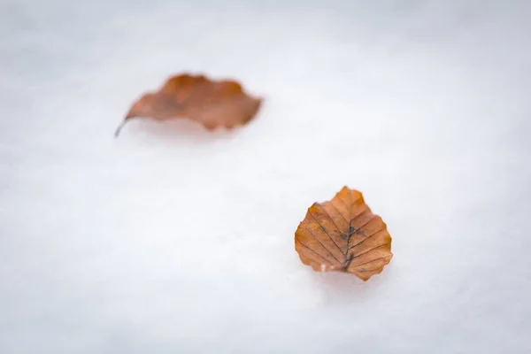 山毛榉叶子躺在白雪 — 图库照片