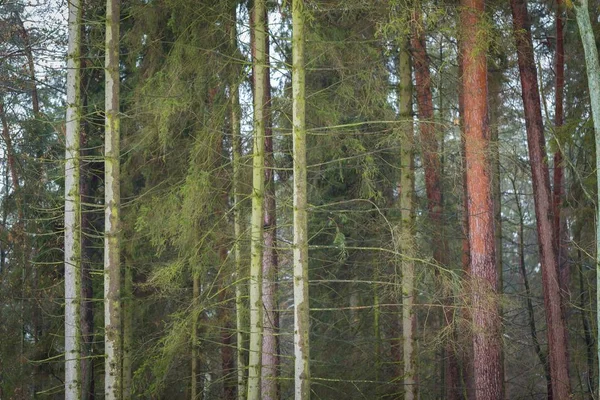 Forêt polonaise par mauvais temps hivernal — Photo