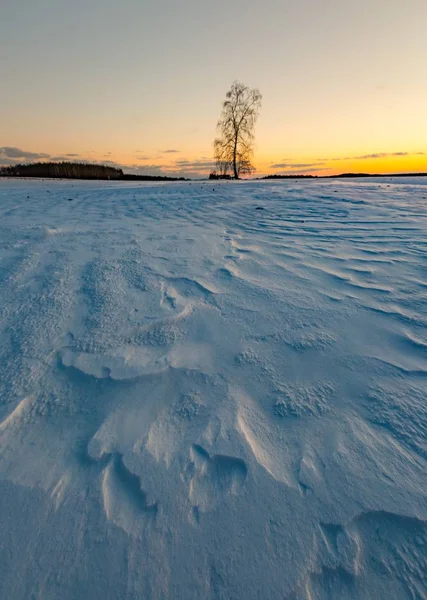 Mooie winter veld landschap met eenzame birch tree — Stockfoto