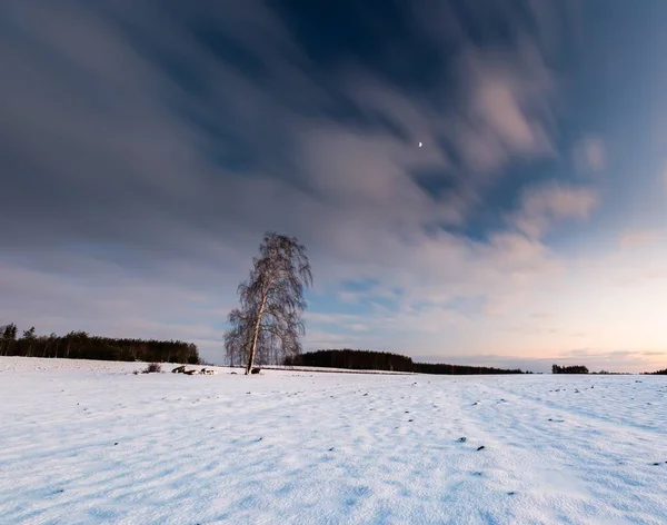 Mooie winter veld landschap met eenzame birch tree — Stockfoto
