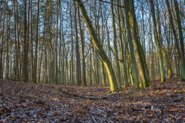 Kış veya geç sonbahar orman