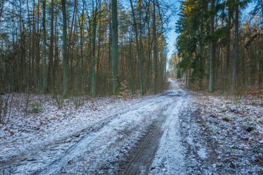 Kış veya geç sonbahar orman