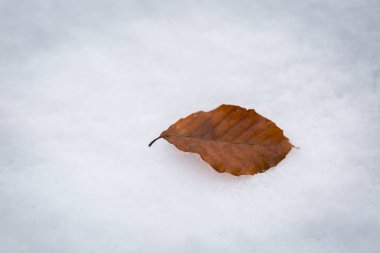 Kayın yaprak beyaz kar üzerinde yalan