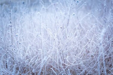 bitkiler üzerinde kırağı