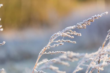 Bitkiler üzerinde beyaz hoarfrost soyut makro