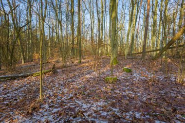 Kış veya geç sonbahar orman