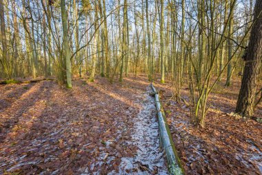 Kış veya geç sonbahar orman