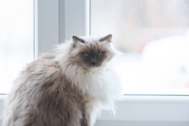 Neva maskeli balo kedi portre