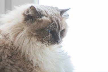 Neva maskeli balo kedi portre