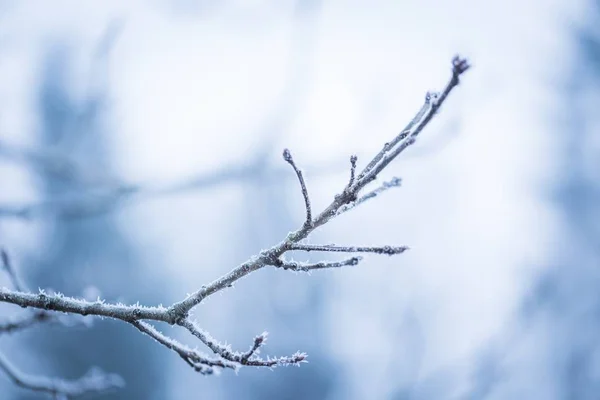 Albero ramoscello con rime — Foto Stock