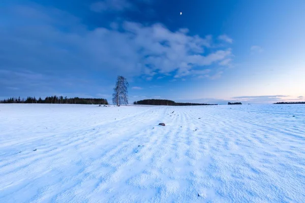 Зимний полевой пейзаж с одинокой березой — стоковое фото