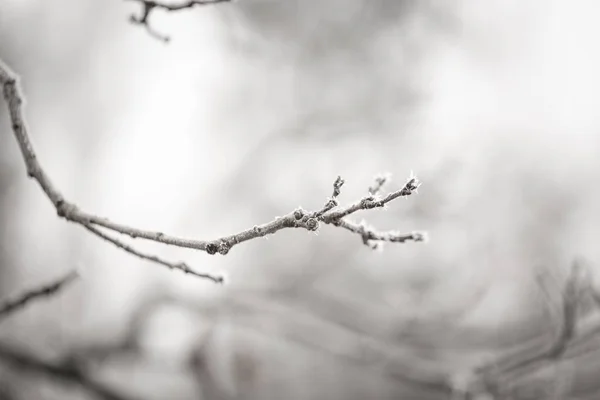 Ramita de árbol con rima — Foto de Stock