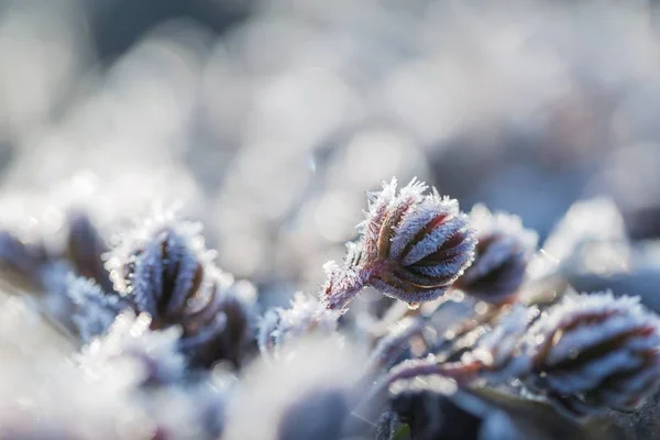 Macro abstraite du givre blanc sur les plantes — Photo