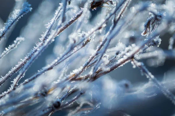 Abstrakta makro av vit rimfrost på växter — Stockfoto