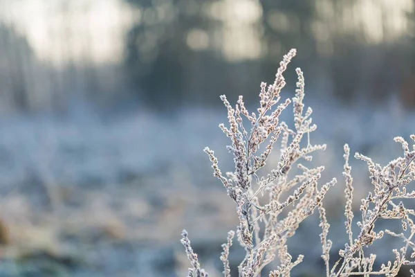 Abstract macro of white hoarfrost on plants — Stock Photo, Image
