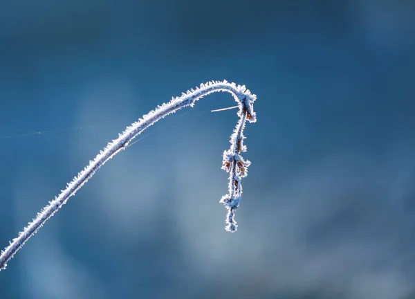 Makro abstrak dari hoarfrost putih pada tanaman — Stok Foto