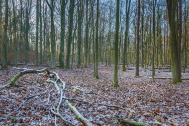 Kış veya geç sonbahar orman