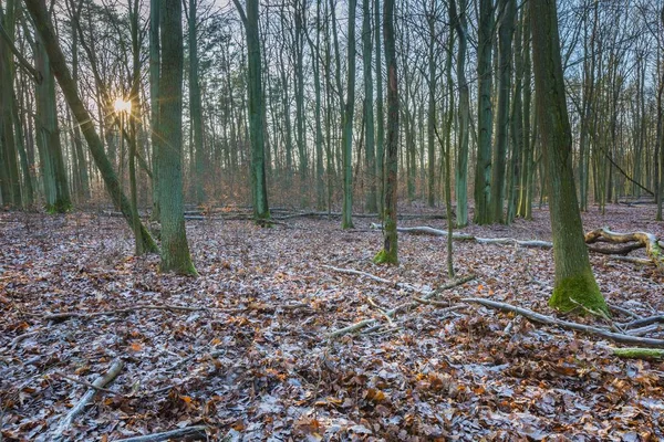 Kış veya geç sonbahar orman
