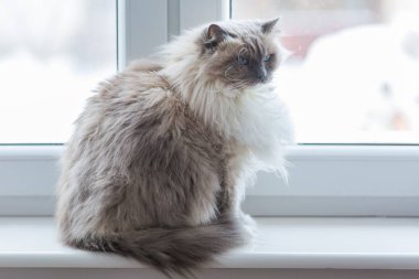 Neva maskeli balo kedi portre