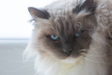 Neva maskeli balo kedi portre