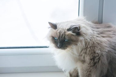 Neva maskeli balo kedi portre