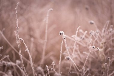 bitkiler üzerinde kırağı