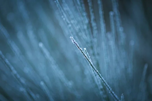 Scopa ramoscelli con rime in inverno — Foto Stock