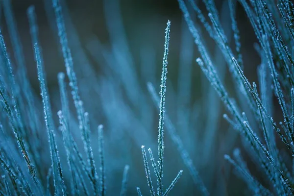 Koště větvičky s rime v zimě — Stock fotografie