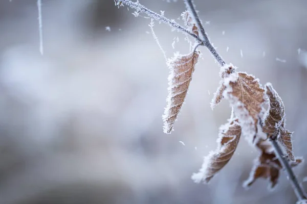 Красивая замерзшая ветка дерева с опавшими листьями — стоковое фото