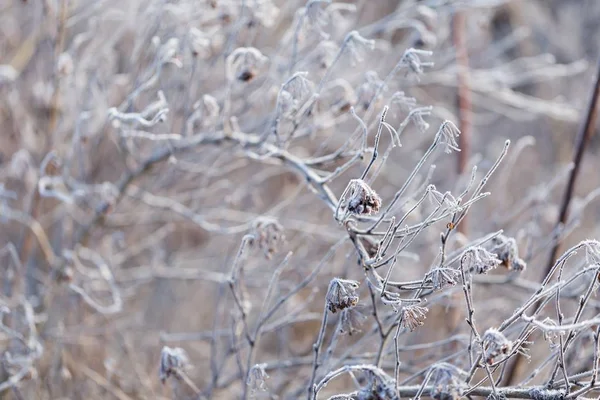 Abstrakta makro av vit rimfrost på växter — Stockfoto