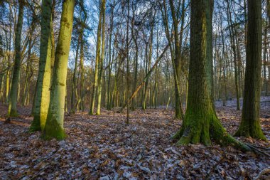 Kış veya geç sonbahar orman
