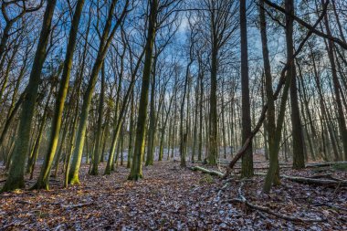 Kış veya geç sonbahar orman