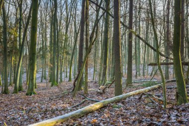 Kış veya geç sonbahar orman