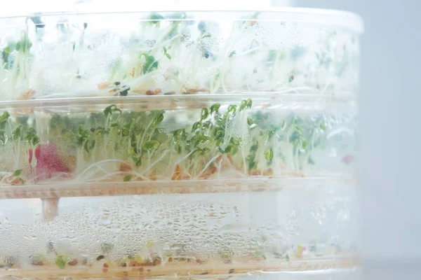 Sprouts growing in container — Stock Photo, Image