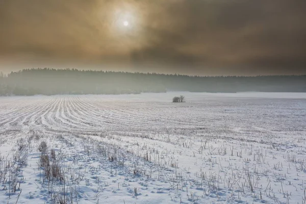 Vinter sneklædte marker og tåget dag - Stock-foto