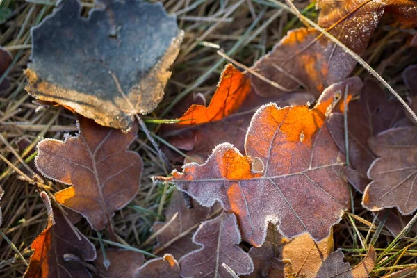 Fallna löv makro. — Stockfoto