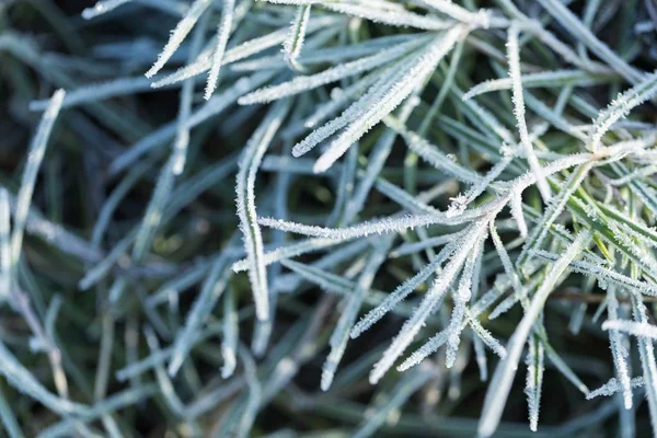 Hoarfrost on grass in winter — Stock Photo, Image