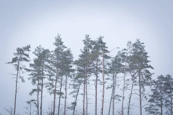 Floresta polonesa em mau tempo de inverno — Fotografia de Stock