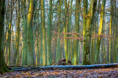 Kış veya geç sonbahar orman