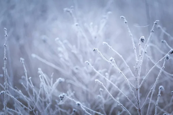 Rime op planten — Stockfoto